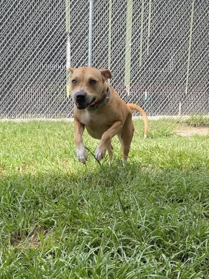 An adult large-sized female Black Mouth Cur dog named A Beatrix for adoption in North Charleston, SC