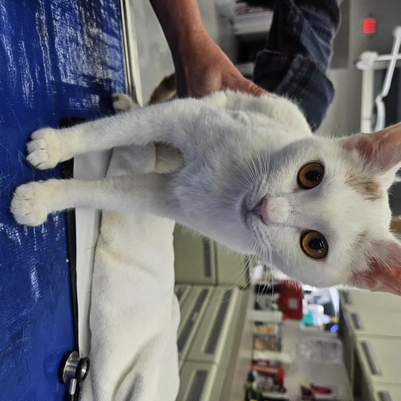A young medium-sized male White Domestic Short Hair cat named Buddy for adoption in Marina del Rey, CA