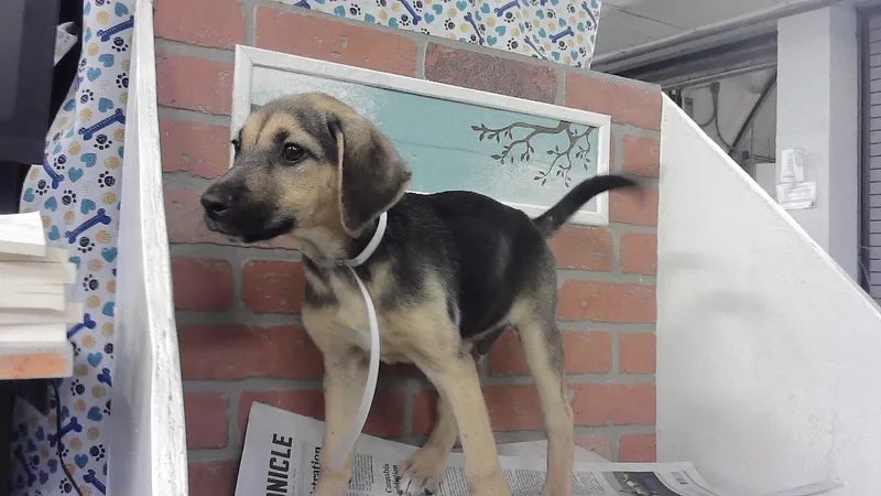 A baby small-sized female German Shepherd Dog dog named Dakota for adoption in Houston, TX