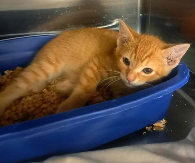 A baby small-sized male Domestic Short Hair cat named Nasa for adoption in Easton, MD