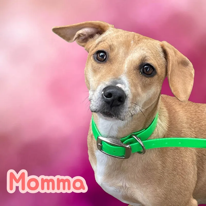 Momma  Give me thumbnail 4