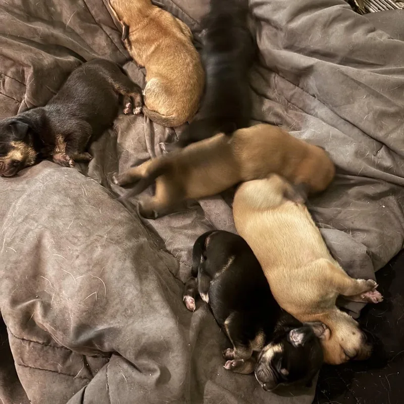 A baby medium-sized female Coonhound dog named ALPHARETTA Marli for adoption in Blairsville, GA