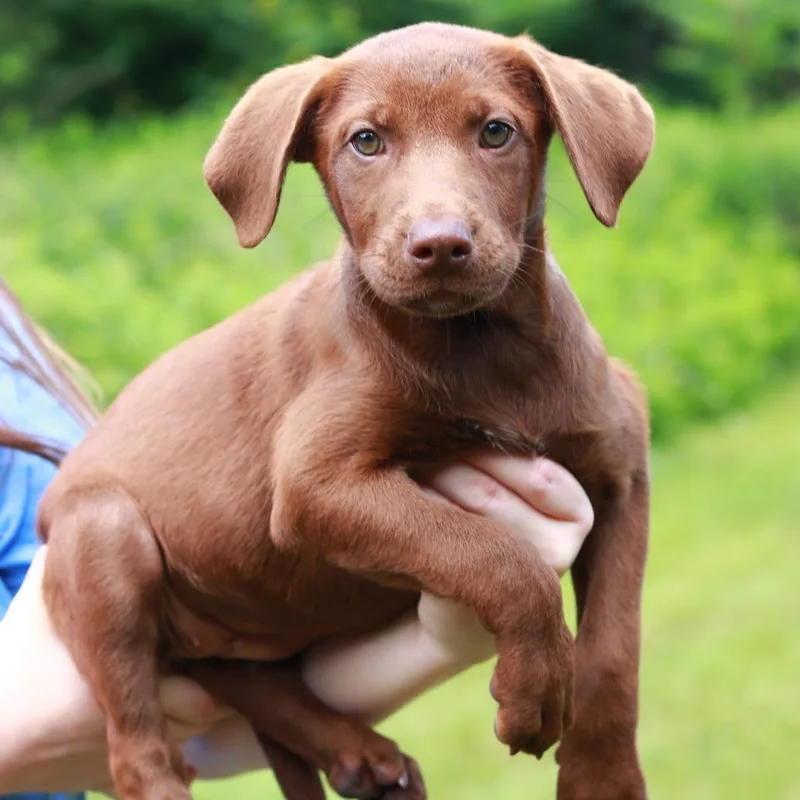 A baby medium-sized female Brown / Chocolate Labrador Retriever dog named CT Dior for adoption in Stormville, NY