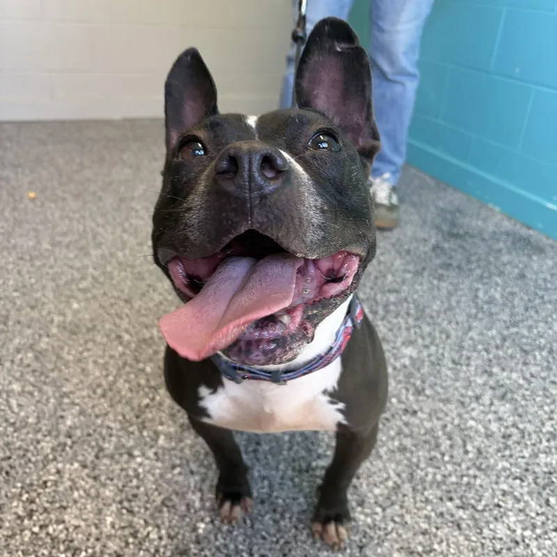 An adult medium-sized female Black Pit Bull Terrier dog named Midge for adoption in Louisville, KY