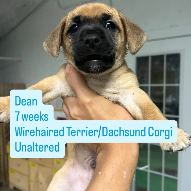 A baby small-sized male Wirehaired Terrier dog named Dean for adoption in Tampa, FL
