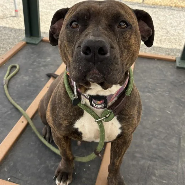 An adult large-sized female Pit Bull Terrier dog named Zoey for adoption in Lincolnton, NC