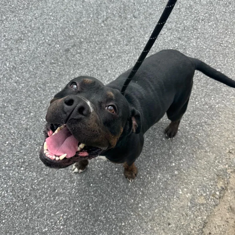 A young large-sized male Black Mixed Breed dog named Jetty for adoption in Columbus, GA