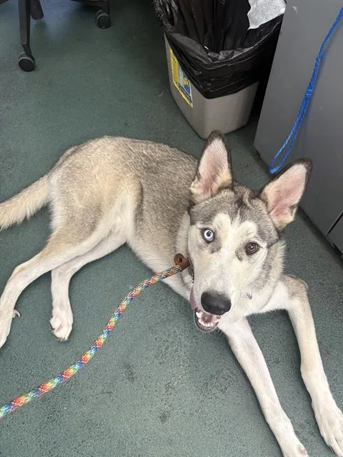 A young large-sized male Husky dog named Prescott for adoption in Dallas, TX