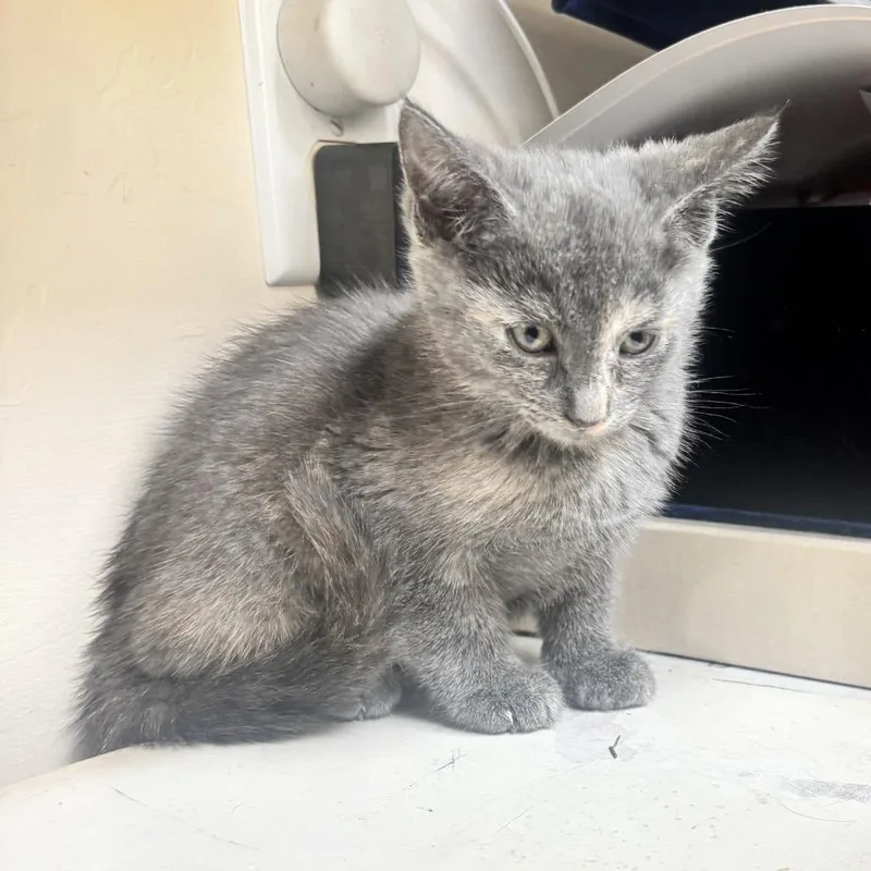 A baby small-sized female Tortoiseshell Domestic Short Hair cat named Eagle for adoption in Long Beach, CA