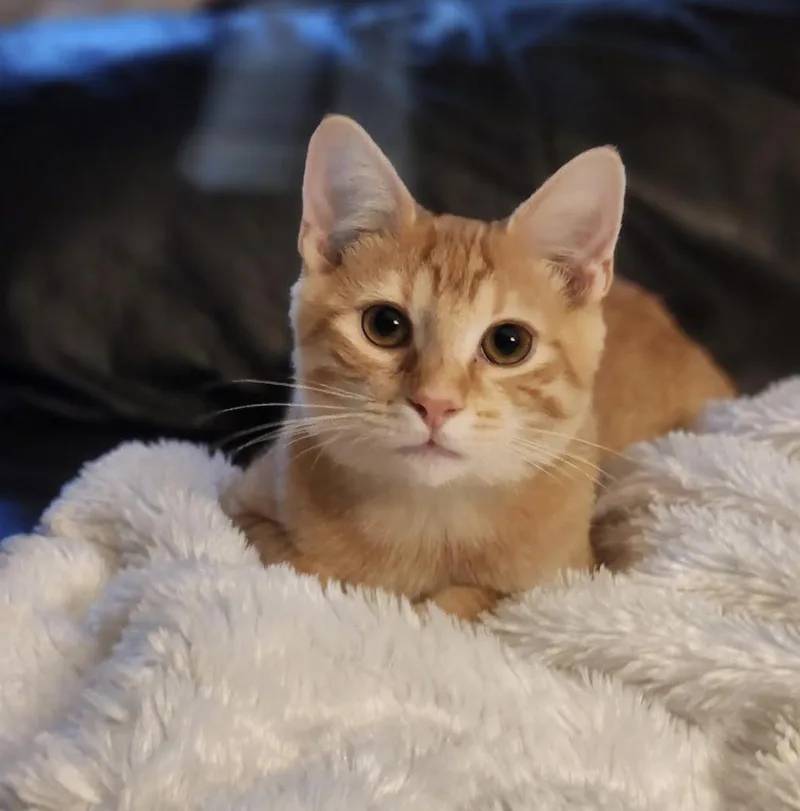 A baby medium-sized male Tabby (Orange / Red) Domestic Short Hair cat named Winston for adoption in Cincinnati, OH