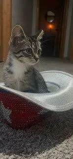 A baby small-sized female Domestic Short Hair cat named Pesto G. for adoption in Peoria, IL