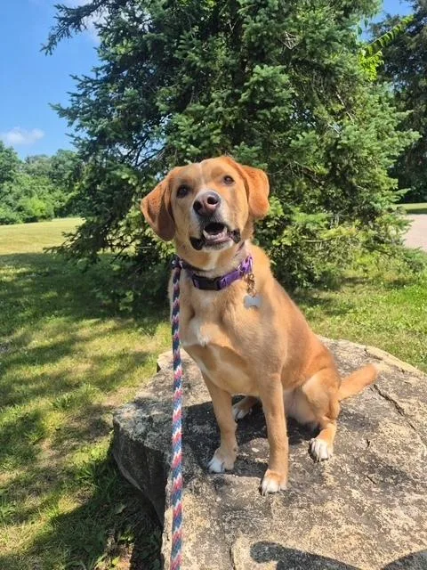 Sherlock thumbnail 2