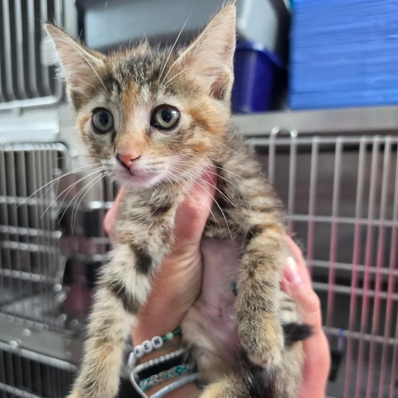 A baby small-sized female Brown / Chocolate Domestic Short Hair cat named Vidalia for adoption in Melrose, FL