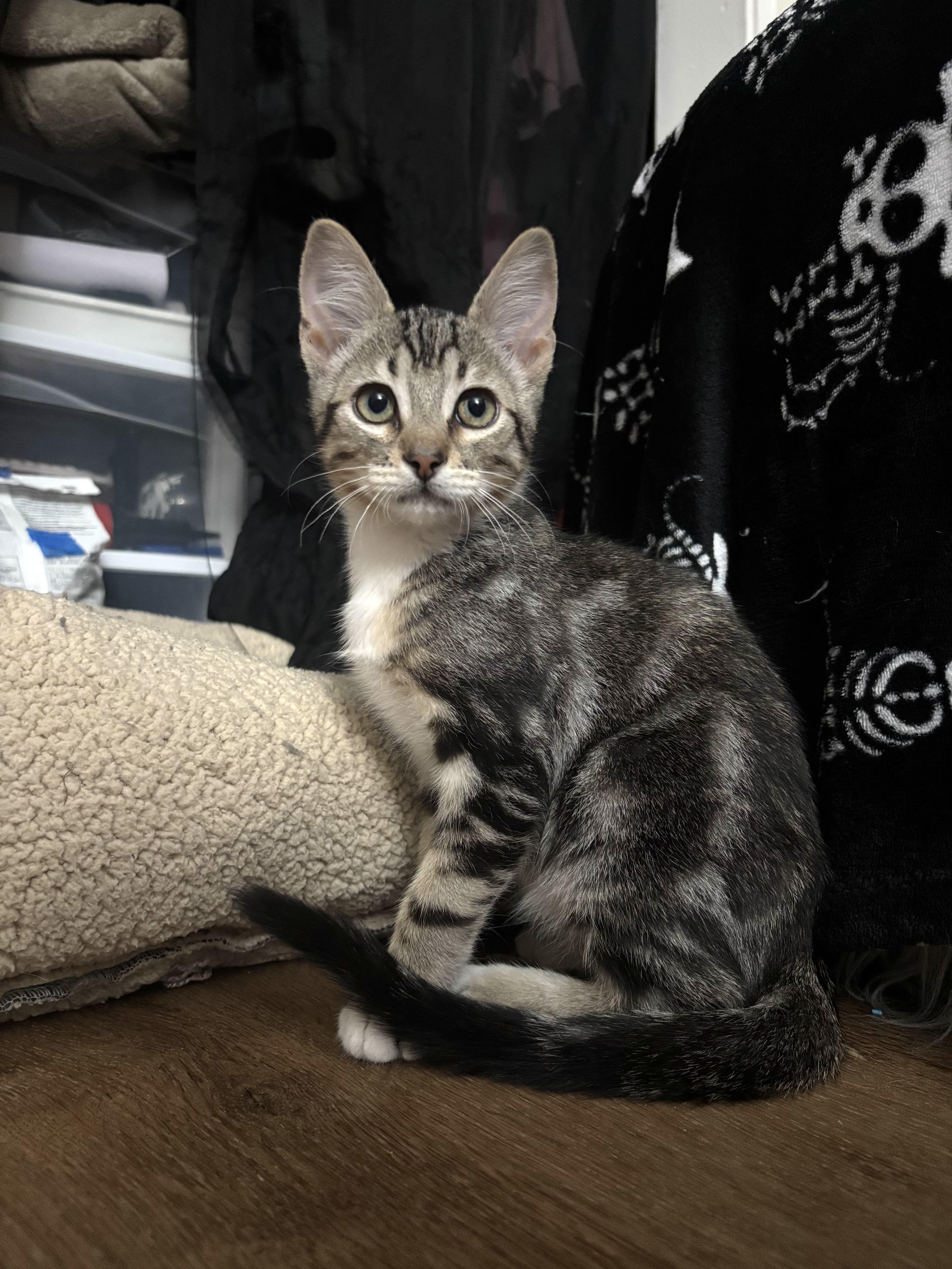 A baby small-sized male Tabby (Brown / Chocolate) Domestic Medium Hair cat named Fizz for adoption in Davis, CA