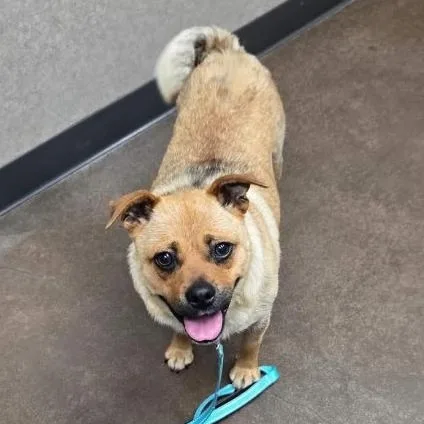 An adult small-sized female Yellow / Tan / Blond / Fawn Pug dog named Peaches for adoption in Salem, OR