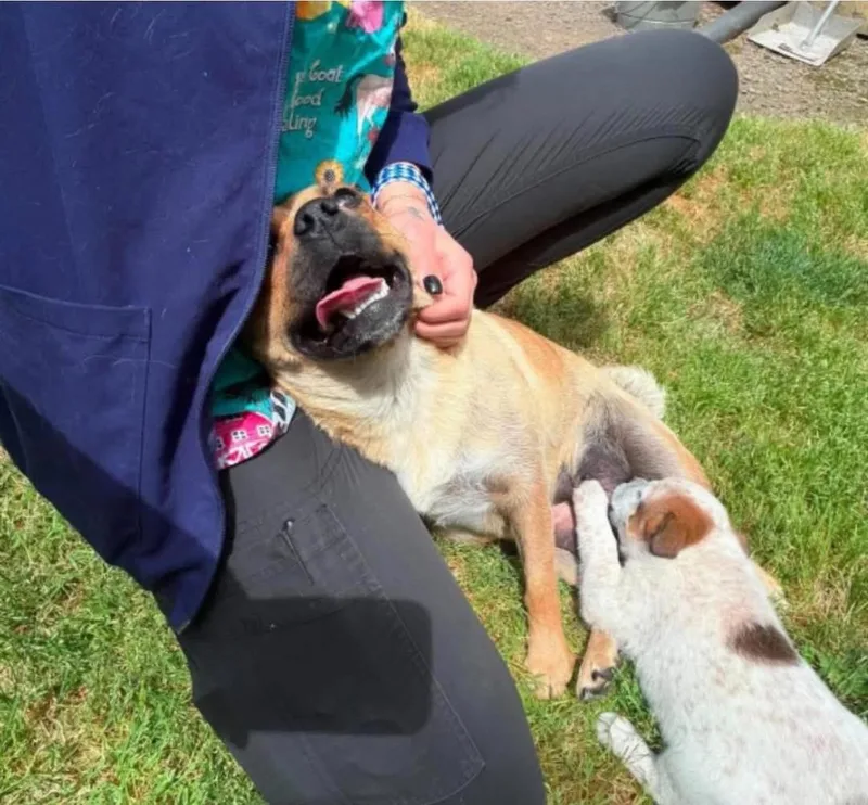 Peaches thumbnail 3