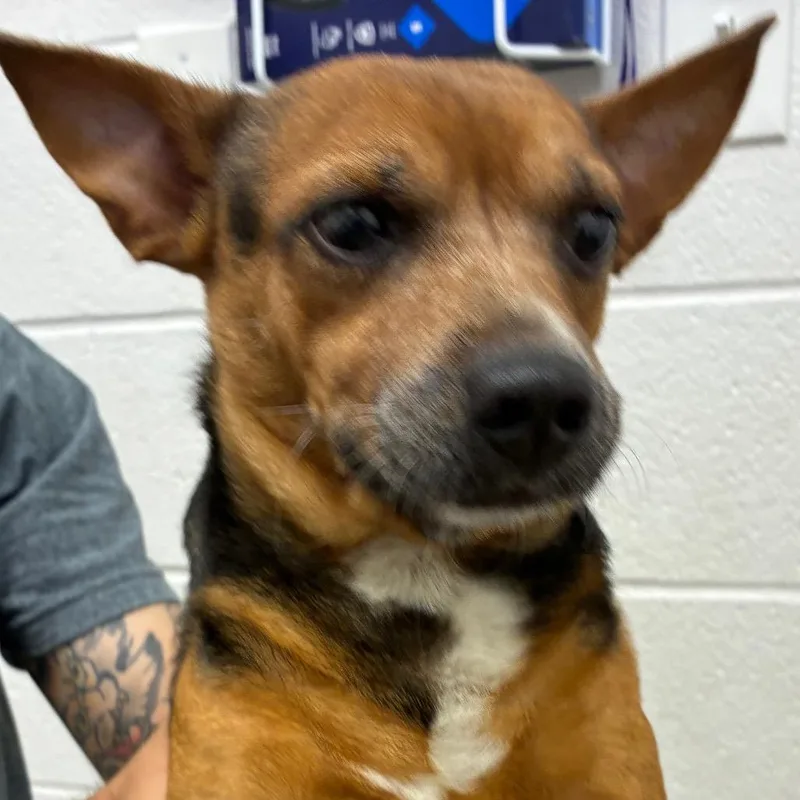 An adult small-sized male Brown / Chocolate Chihuahua dog named Taz for adoption in Corpus Christi, TX