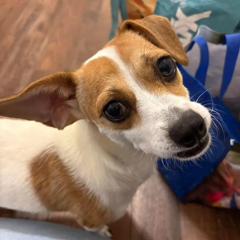 An adult small-sized female Chihuahua dog named Sophia for adoption in Salisbury, MD