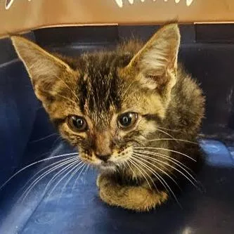A baby small-sized male Gray / Blue / Silver Domestic Short Hair cat named Buggs for adoption in Starkville, MS