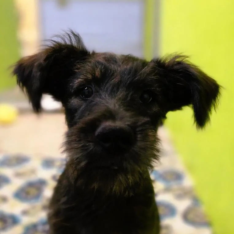 A young small-sized male Brindle Terrier dog named Hairy Pawter for adoption in San Jacinto, CA