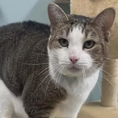 A senior small-sized female Gray / Blue / Silver Domestic Short Hair cat named Beatrice Mccracken for adoption in Merrifield, VA