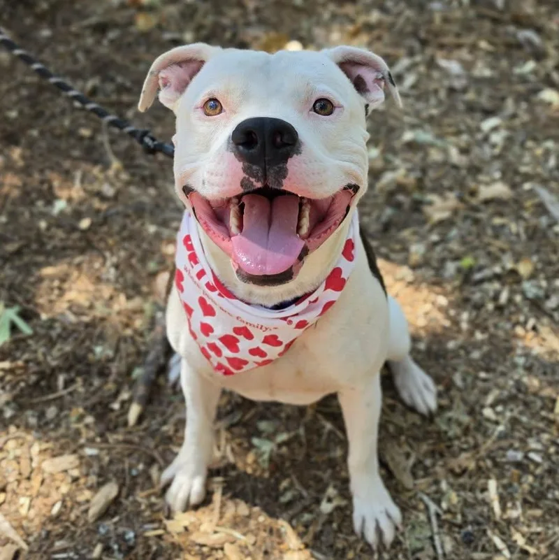 An adult large-sized male White / Cream Pit Bull Terrier dog named Moose for adoption in Grants Pass, OR