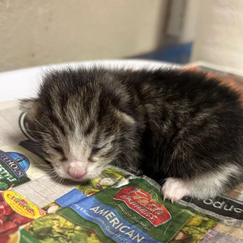 A baby small-sized female Brown / Chocolate Domestic Short Hair cat named Clover for adoption in Yuma, AZ