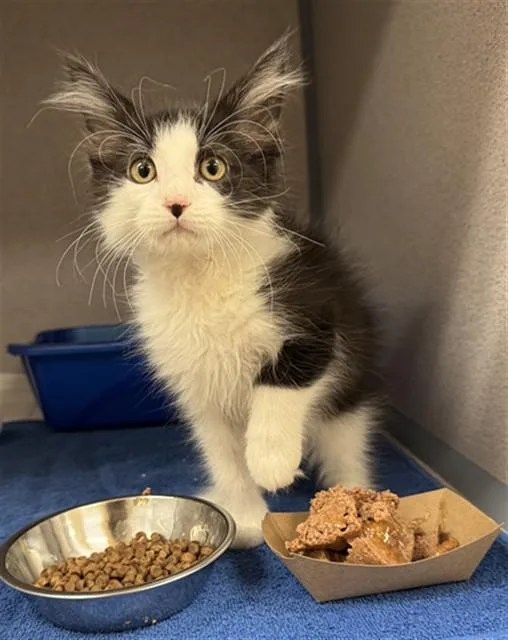 A baby small-sized male Domestic Medium Hair cat named Kaito for adoption in Aliquippa, PA