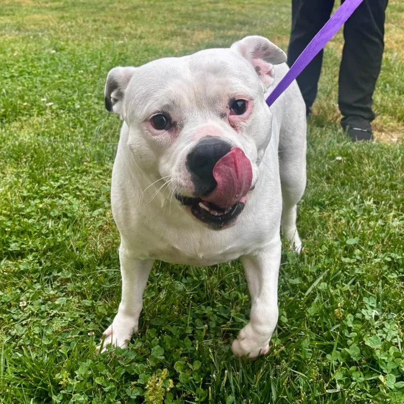 An adult medium-sized female White / Cream Mixed Breed dog named Gertrude for adoption in Mebane, NC