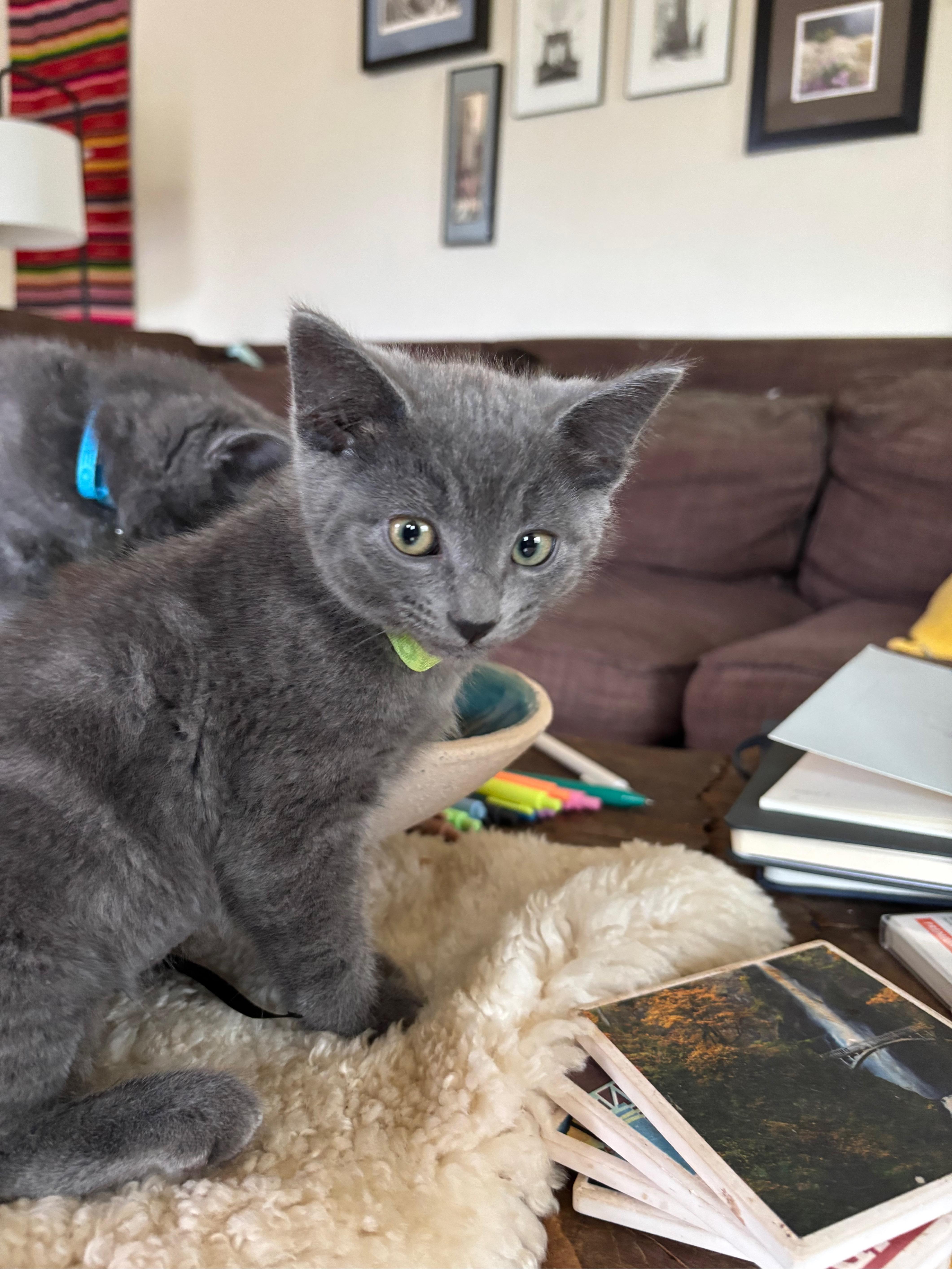 A baby medium-sized female Gray / Blue / Silver Russian Blue cat named Coconut for adoption in Hillsboro, OR