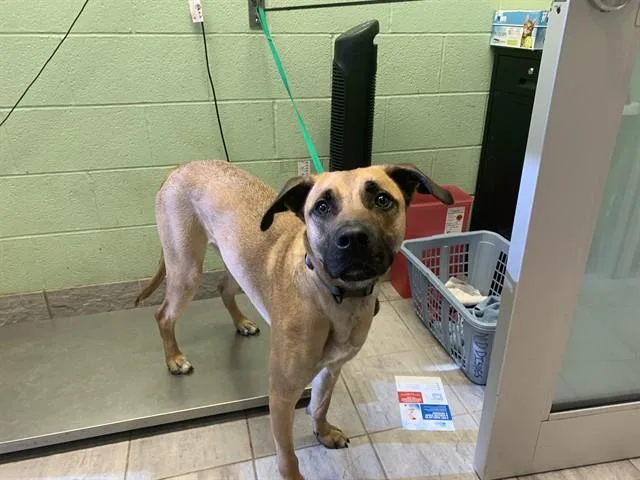 A young large-sized male German Shepherd Dog dog named Mazi for adoption in Grand Prairie, TX