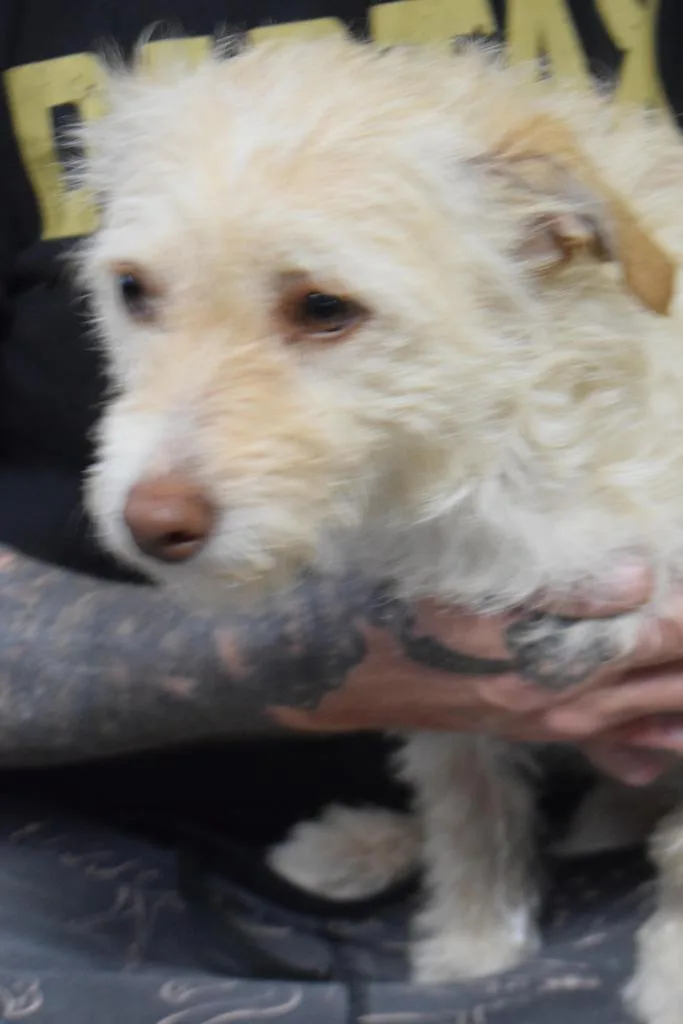 An adult medium-sized female Terrier dog named Rosie for adoption in Pahrump, NV