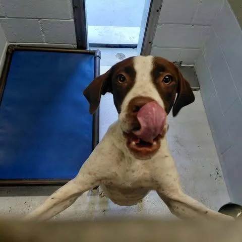 A young medium-sized female Hound dog named Greta for adoption in Bastrop, TX