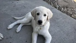 Billie thumbnail 2