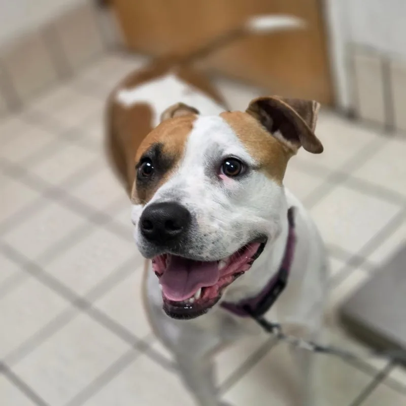 An adult medium-sized female White / Cream Mixed Breed dog named Luna Baboona for adoption in Charleston, WV