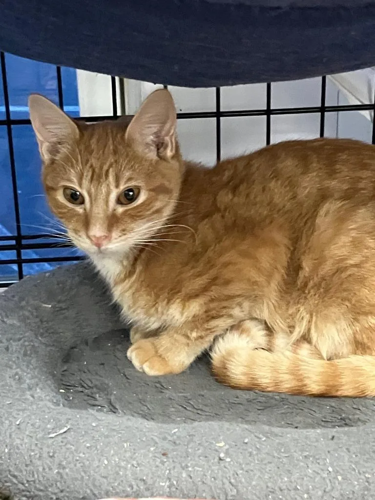 A baby small-sized male Domestic Short Hair cat named Flame for adoption in Lunenburg, MA