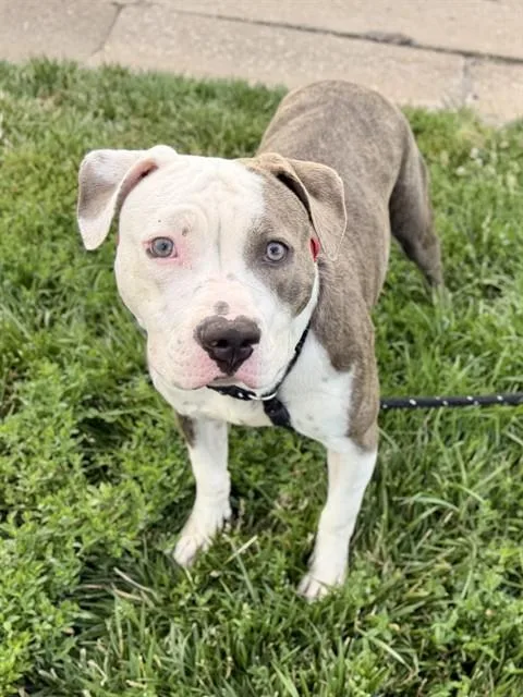 A young large-sized female Terrier dog named China for adoption in Olivette, MO