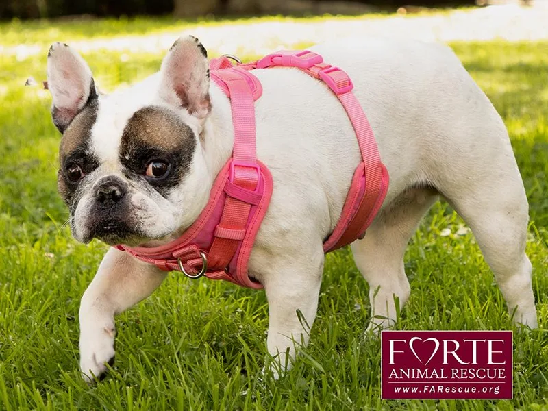 An adult small-sized female White / Cream French Bulldog dog named Cookie for adoption in Marina Del Rey, CA