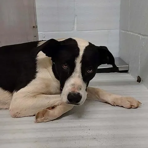 A young medium-sized female Brown / Chocolate Mixed Breed dog named Lollie for adoption in Bastrop, TX