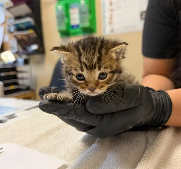 A baby small-sized male Domestic Short Hair cat named Saturn for adoption in Oceanside, CA