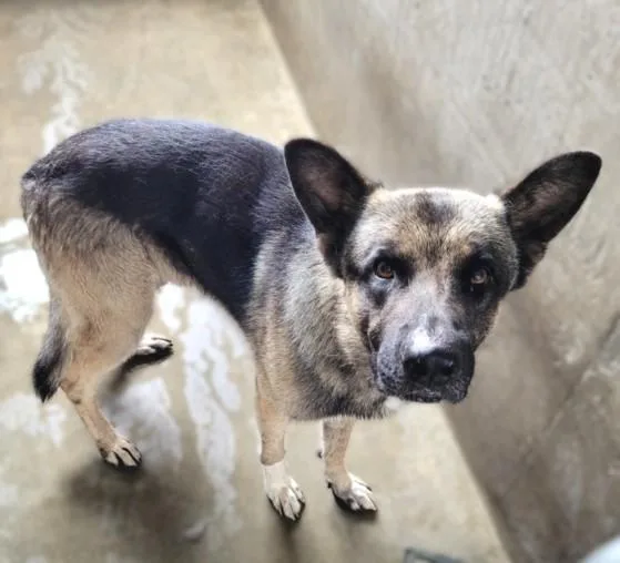 A young large-sized male German Shepherd Dog dog named Morty for adoption in Van Nuys, CA