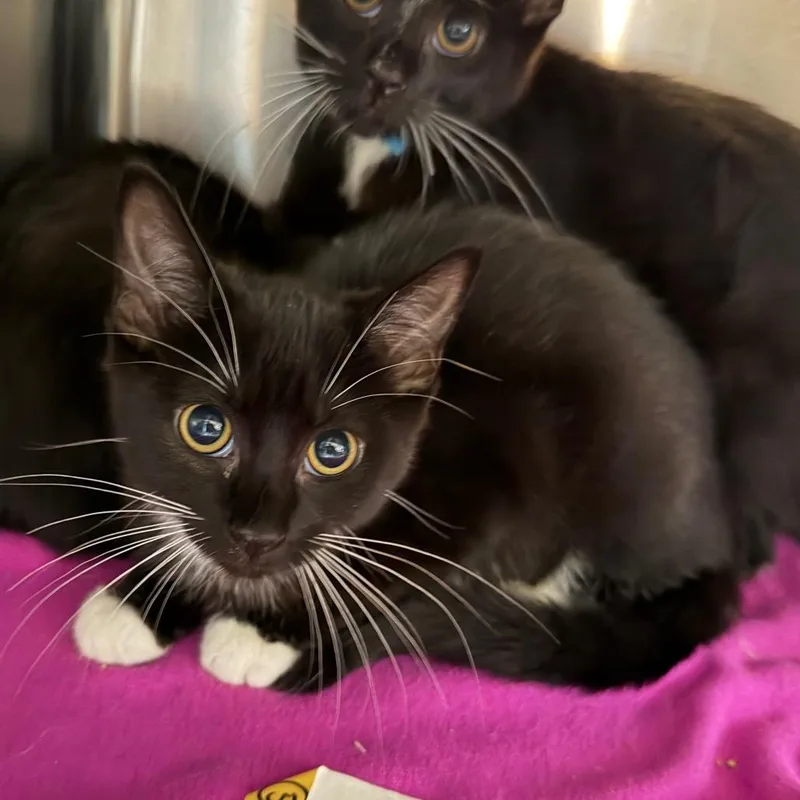 A baby small-sized female Black Domestic Short Hair cat named Folgers The Barkery for adoption in Belleville, IL