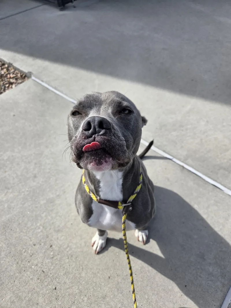 An adult medium-sized male Gray / Blue / Silver American Staffordshire Terrier dog named Sammy for adoption in Grand Junction, CO