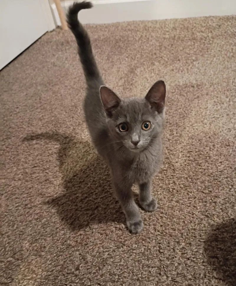 A baby small-sized male Gray / Blue / Silver Domestic Short Hair cat named Magnus for adoption in Statesboro, GA