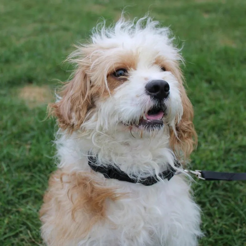An adult small-sized male Cavalier King Charles Spaniel dog named Baxter for adoption in Champaign, IL
