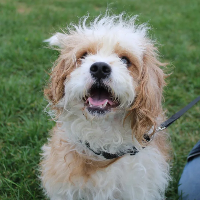 Baxter thumbnail 2