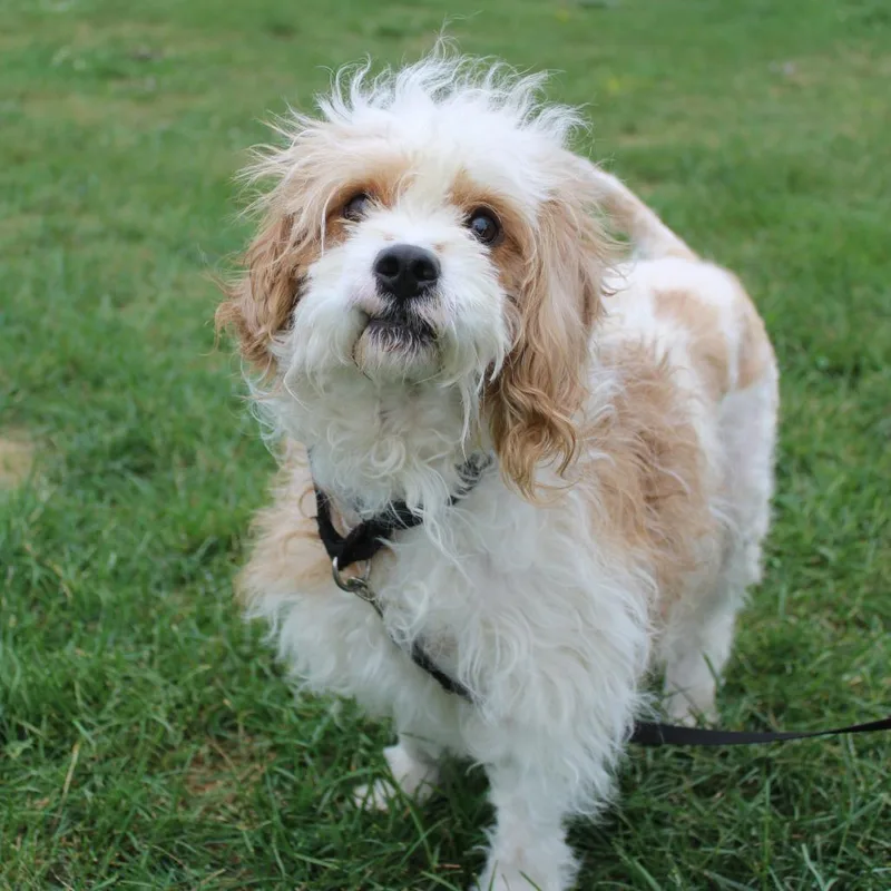 Baxter thumbnail 3