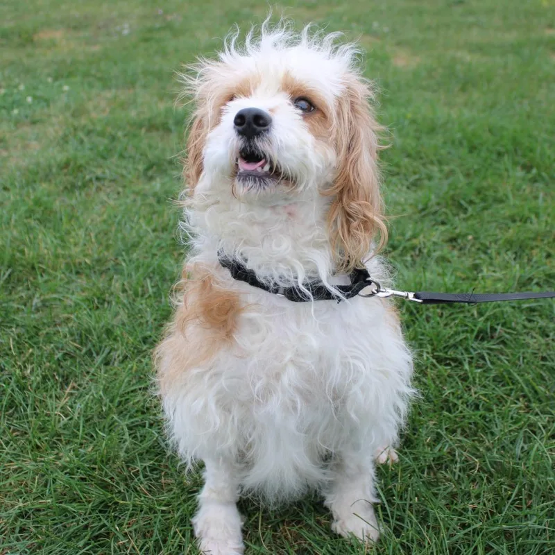 Baxter thumbnail 4