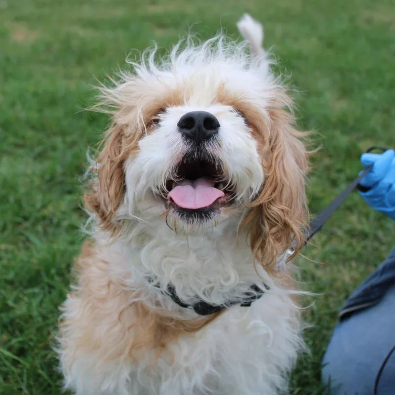 Baxter thumbnail 5