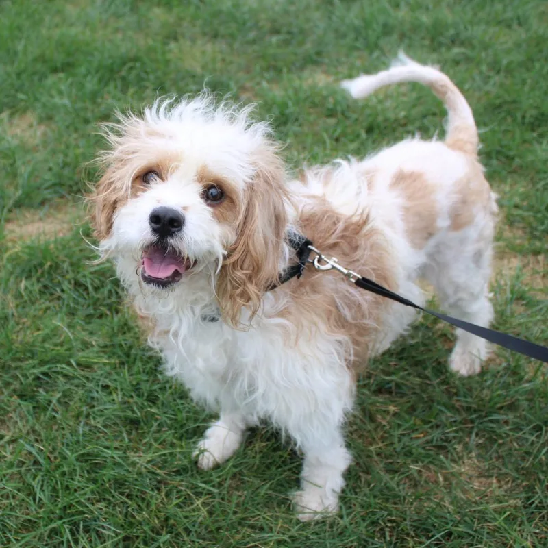 Baxter thumbnail 6